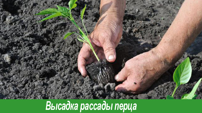 Выращивание рассады перца