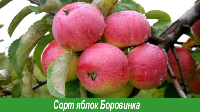 Сорт Боровинка