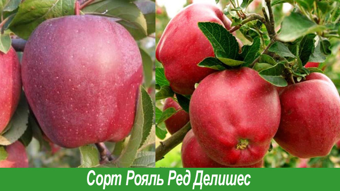 Сорт Рояль Ред Делишес