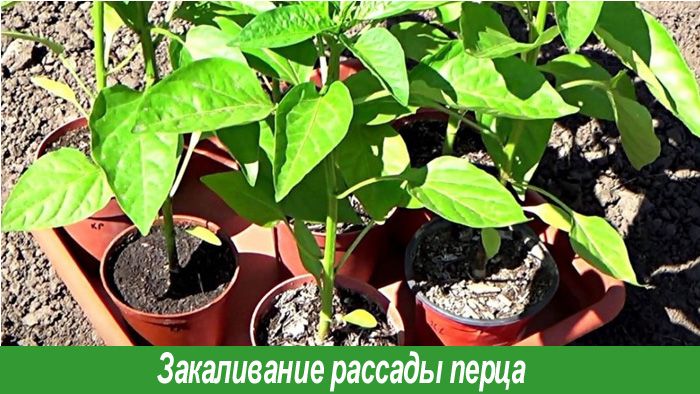 Закаливание рассады перца