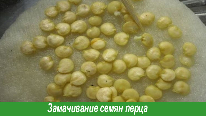 Замачивание семян перца