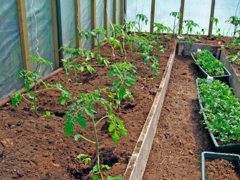 Здоровые кусты помидор в теплице