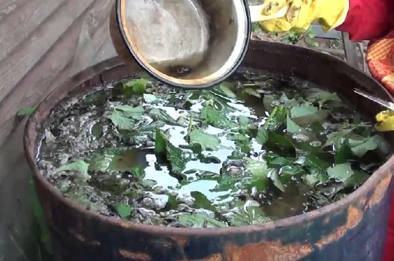 Комплексное зеленое удобрение для помидор