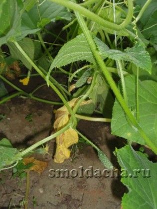 огурцы листья