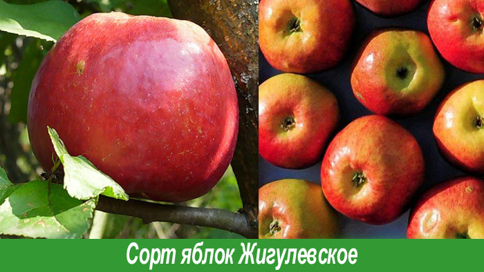 Сорт Жигулевское